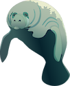 Illustration of Trichechus spp. (Manatee)