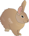 Illustration of Sylvilagus spp. (Cottontail Rabbit)