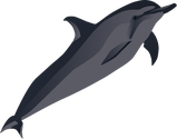 Illustration of Stenella longirostris (Spinner Dolphin)