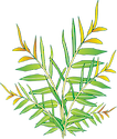 Illustration of Acrostichum speciosum (Mangrove Fern)