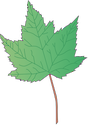 Illustration of Acer rubrum (Red Maple) leaf