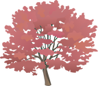 Illustration of Acer rubrum (Red Maple) with fall foliage