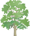 Illustration of Acer pseudoplatanus (Sycamore Maple)