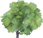 Illustration of Acer platanoides (Norway Maple)