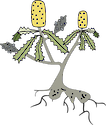 Illustration of Banksia spp. (Banksia) in bloom