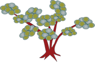 Illustration of Arctostaphylos spp. (Manzanita)