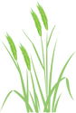 Illustration of Agropyron pectiniforme (Crested Wheatgrass)