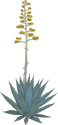 Illustration of Agave spp. (Agave) with stalk