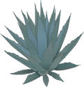 Illustration of Agave spp. (Agave)