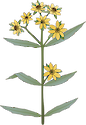 Illustration of Bidens spp. (Bur-marigold)