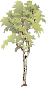 Illustration of Betula spp. (Birch)