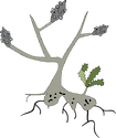 Illustration of Banksia spp. (Banksia) with resprouting lignotuber