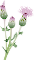 Illustration of Cirsium arvense (Creeping Thistle)