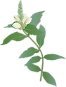 Illustration of Chelone glabra (White Turtlehead)
