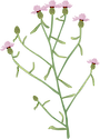 Illustration of Centaurea spp. (Knapweed)