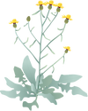 Illustration of Centaurea solstitialis (Yellow Starthistle)