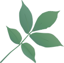 Illustration of Carya ovata (Shagbark Hickory) leaves