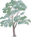 Illustration of Eucalyptus spp. (Eucalypt)