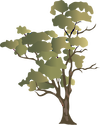 Illustration of Eucalyptus camaldulensis (River Red Gum)