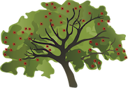 Illustration of Erythrina spp. (Coral Tree)