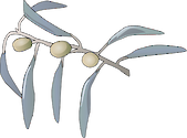 Illustration of Elaegnus angustifolia (Russian Olive) leaves