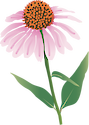 Illustration of Echinacea purpurea (Purple Coneflower)