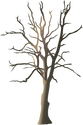 Illustration of dead tree
