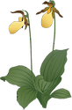 Illustration of Cypripedium spp. (Lady's Slipper)