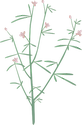 Illustration of Cleome multicaulis (Slender Spiderflower)