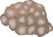 Illustration of a brain coral, family Faviidae