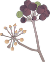 Illustration of Hedera helix (English Ivy) fruit