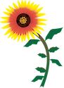 Illustration of Gaillardia aristata (Blanketflower)