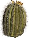 Illustration of Ferocactus wislizeni (Fishhook Barrel Cactus)