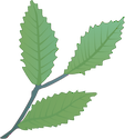 Illustration of Fagus grandifolia (American Beech) leaves