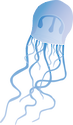 Illustration of a Moerisia spp. jellyfish