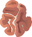 Illustration of Lobophyllia, a brain coral