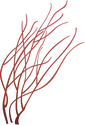 Illustration of a Gorgonian sea whip