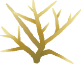 Illustration of Acropora cervicornis (Staghorn Coral)