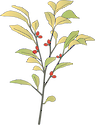 Illustration of Lindera benzoin (Spicebush)