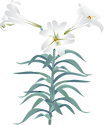 Illustration of Lilium longiflorum (Easter Lily)