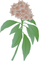 Illustration of Kalmia latifolia (Mountain Laurel) flowers