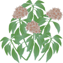 Illustration of Kalmia latifolia (Mountain Laurel)