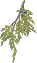 Illustration of Juniperus virginiana (Eastern Red Cedar) leaves