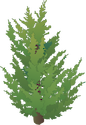 Illustration of Juniperus virginiana (Eastern Red Cedar)