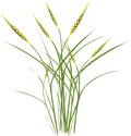 Illustration of Heteropogon contortus (Pili Grass)