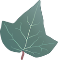 Illustration of Hedera helix (English Ivy) leaf