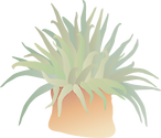 Illustration for a sea anemone