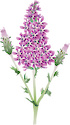 Illustration of Lythrum salicaria (Purple Loosestrife)