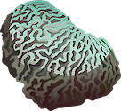 Illustration of Platygyra spp., a brain coral