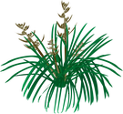 Illustration of Lomandra spp. (Lomandra)